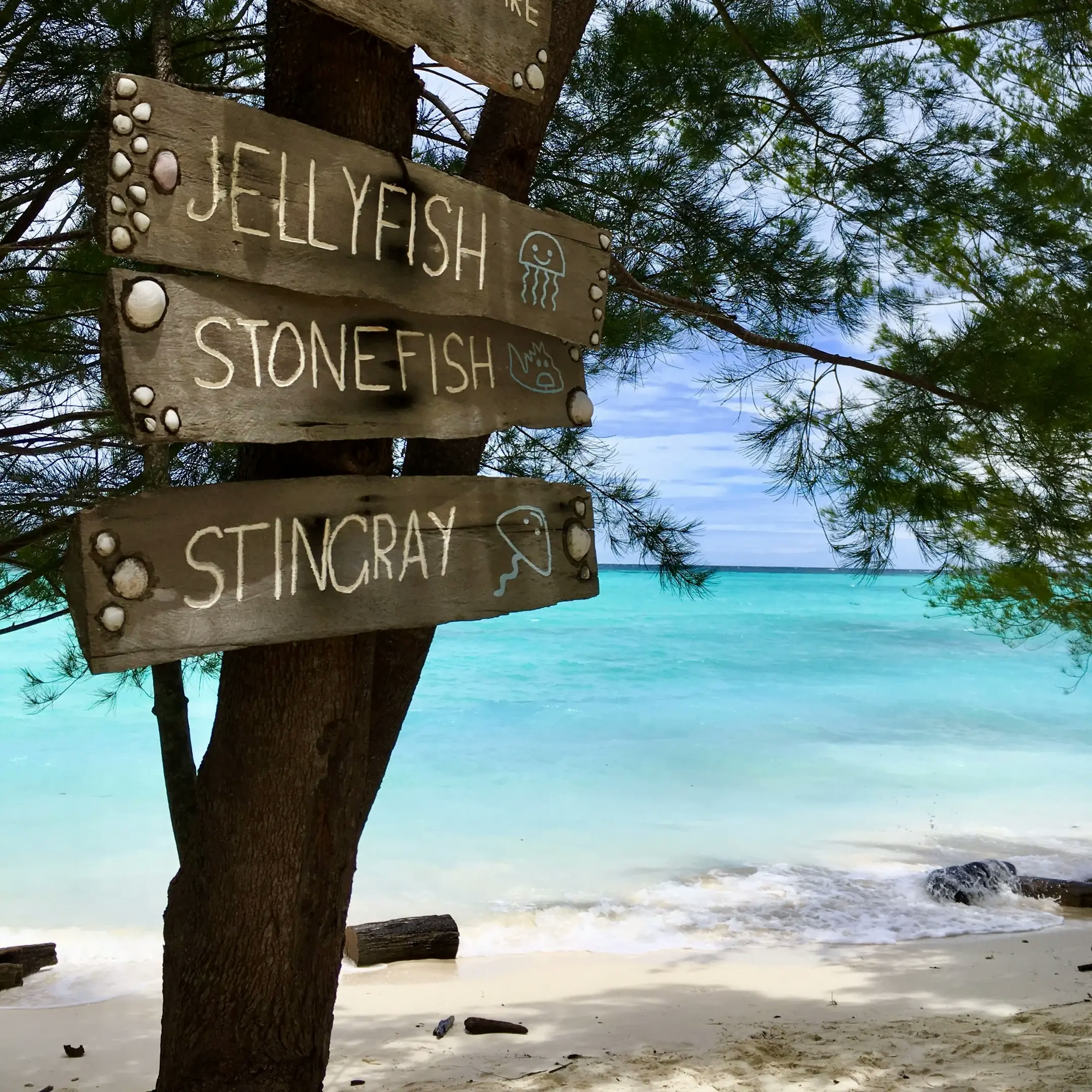 Jellyfish, Stonefish, Stingray — Mantanani Island