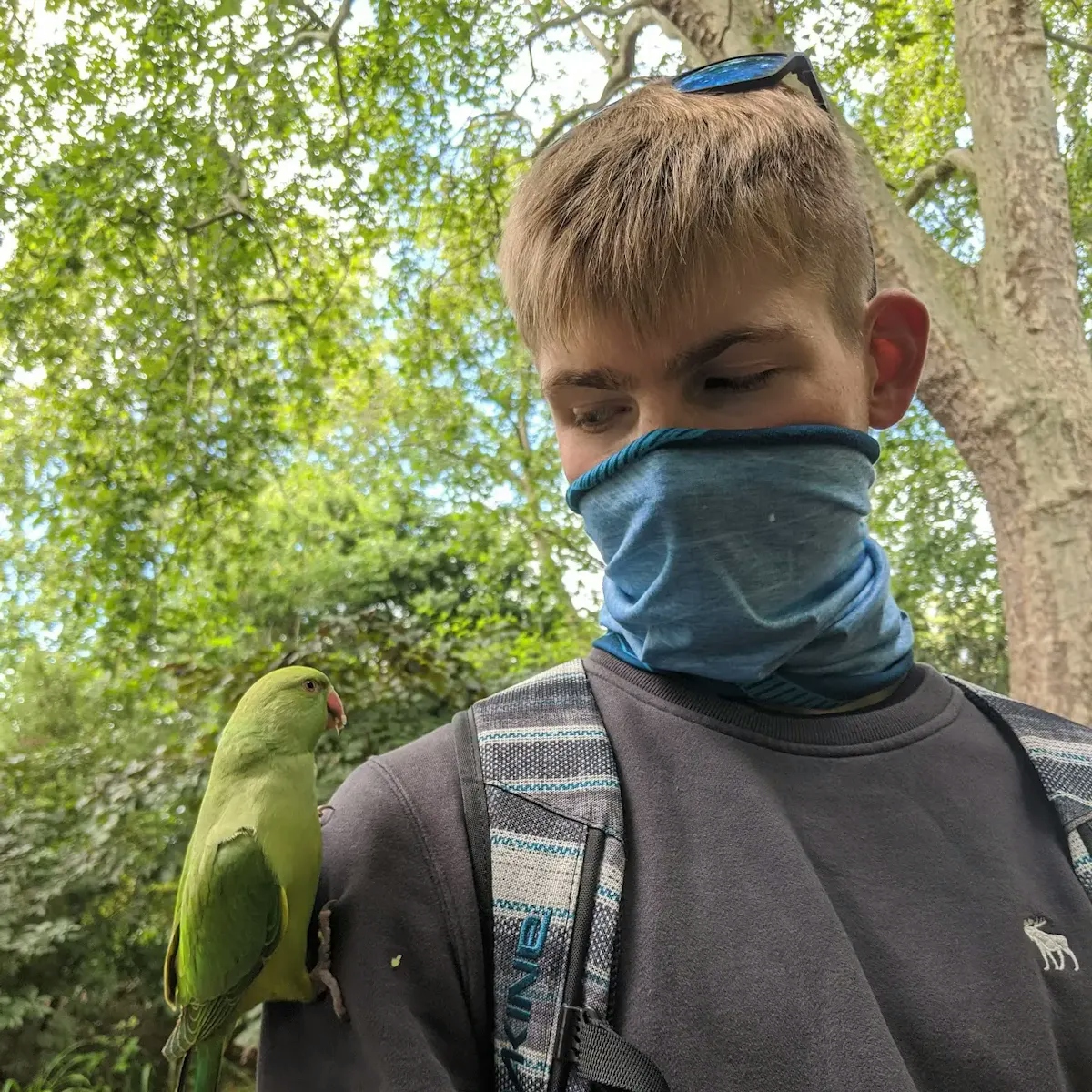 Josh Allen — Parrot in St James Park